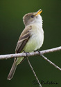 Empidonax traillii